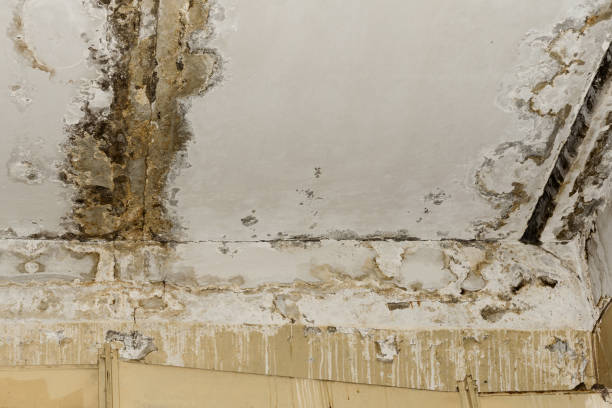 Asbestos and Lead Testing During Mold Inspection in Goldthwaite, TX