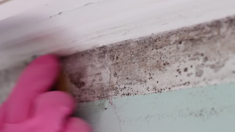 Best Asbestos and Lead Testing During Mold Inspection  in Goldthwaite, TX